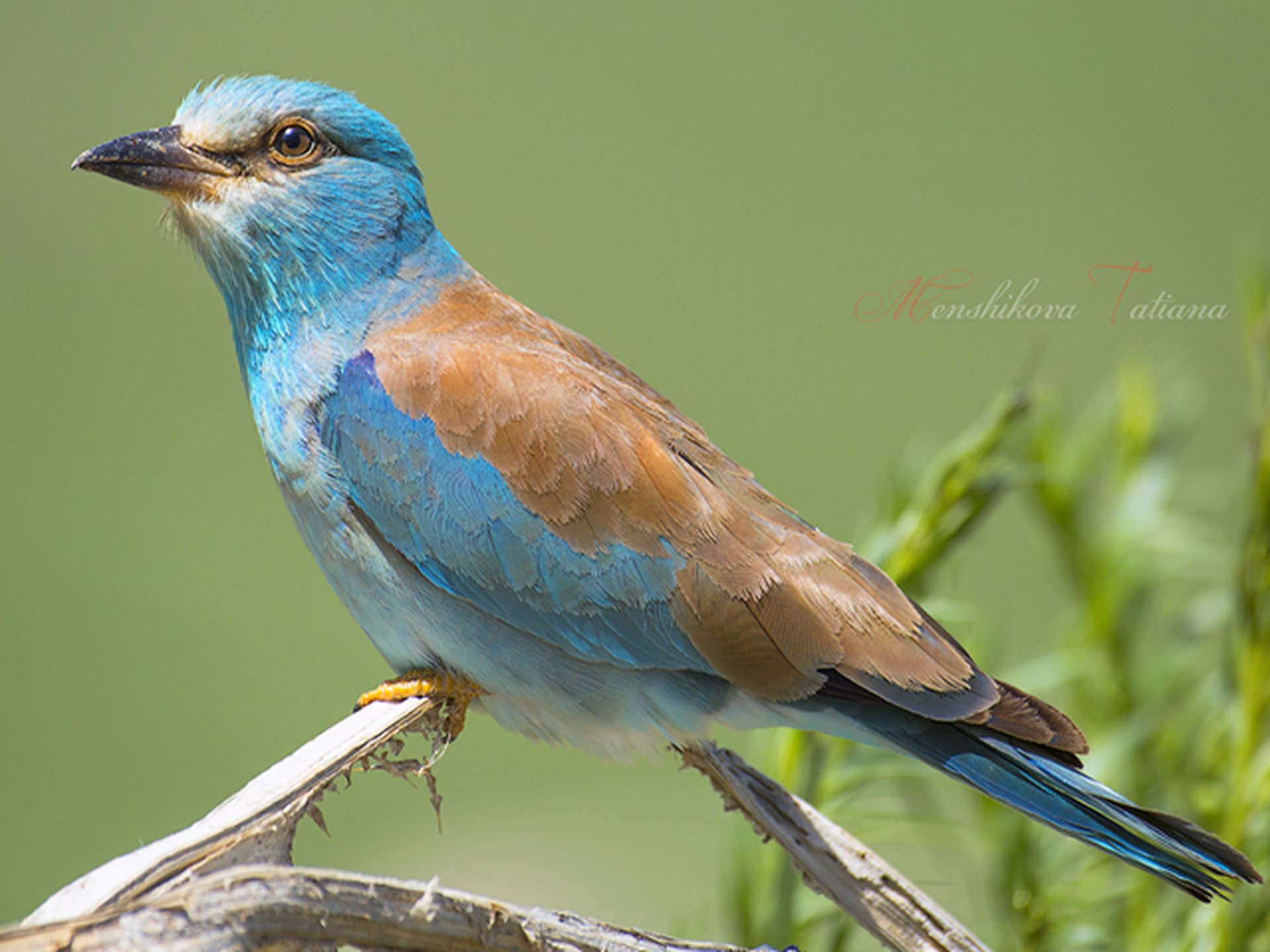 Birdwatching